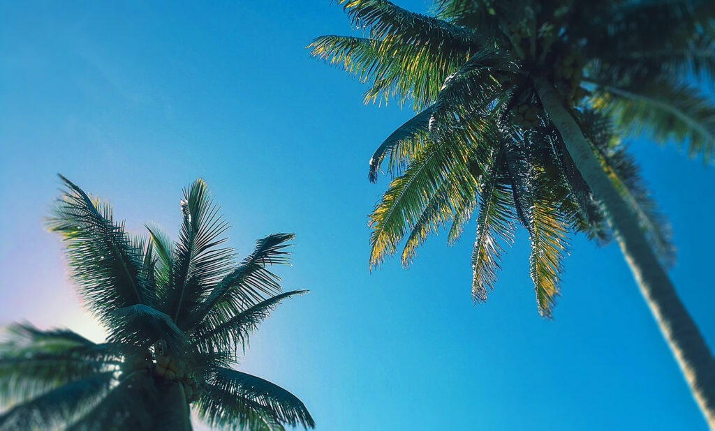 NATSU-DA! BAKANSU-DA!