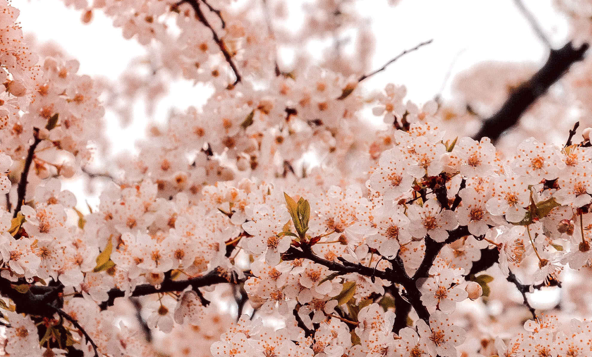 何時か何処かの彼ノ日の事